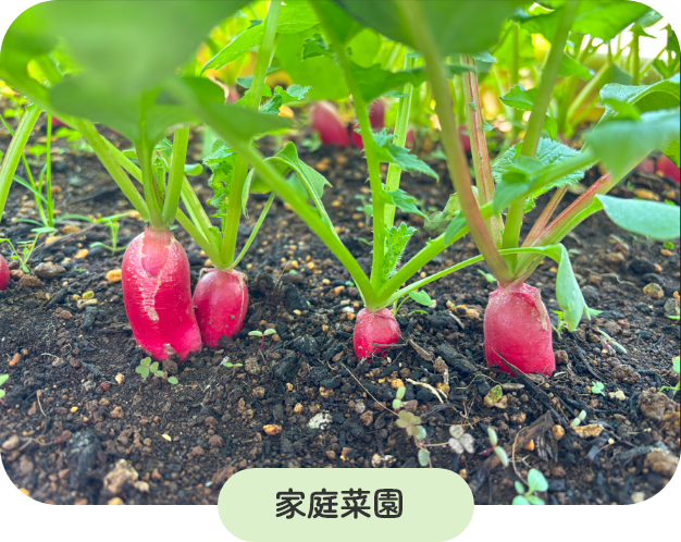 家庭菜園