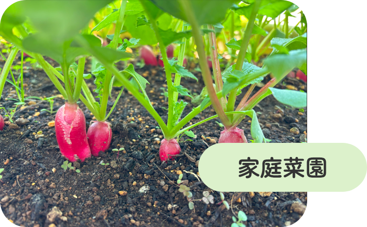 家庭菜園