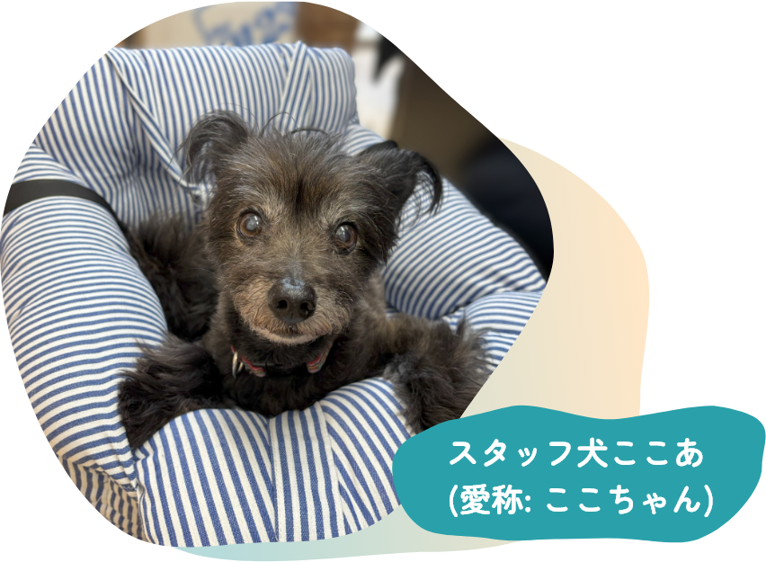 スタッフ犬ここあ (愛称: ここちゃん)