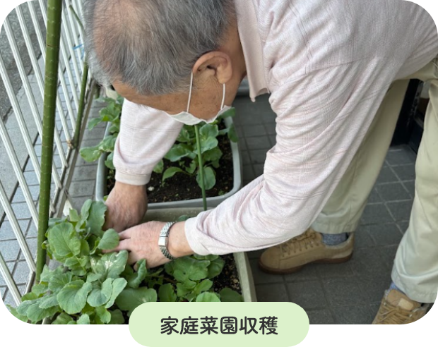 家庭菜園収穫