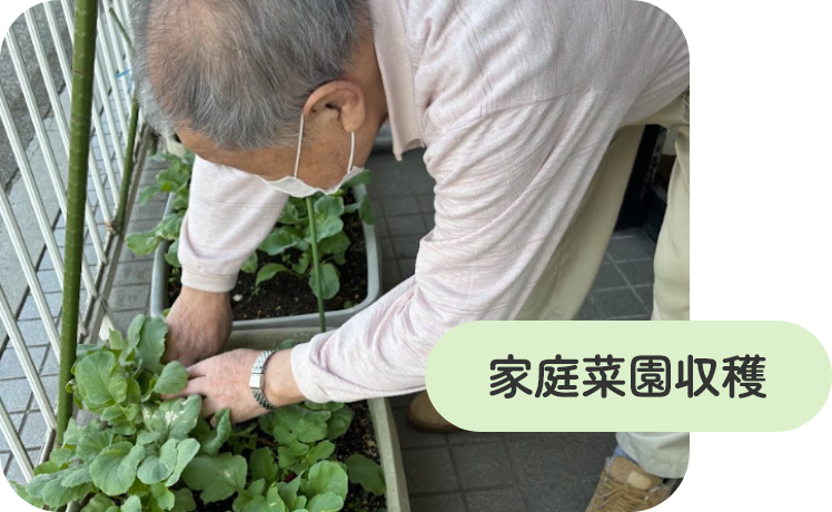 家庭菜園収穫